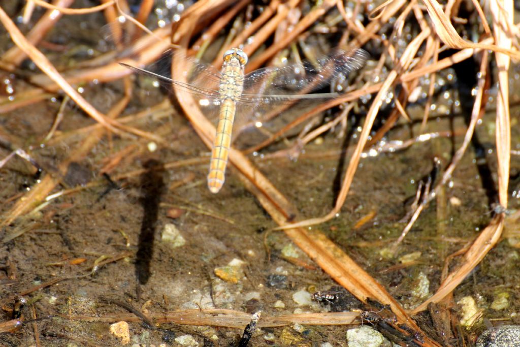 Orthetrum brunneum femmina